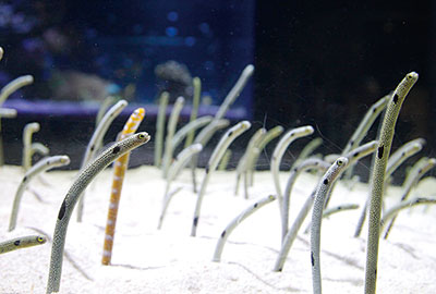 sumida aquarium